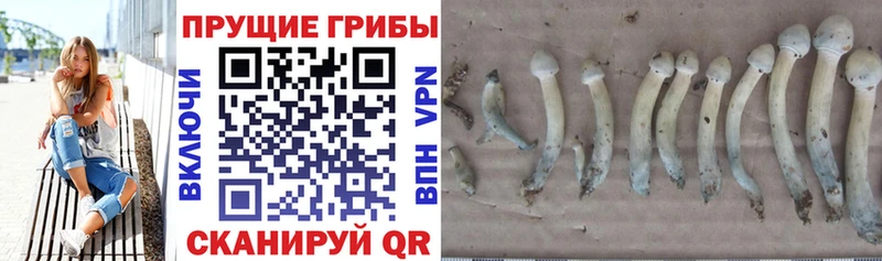 гидра как войти  Томмот  Галлюциногенные грибы GOLDEN TEACHER 